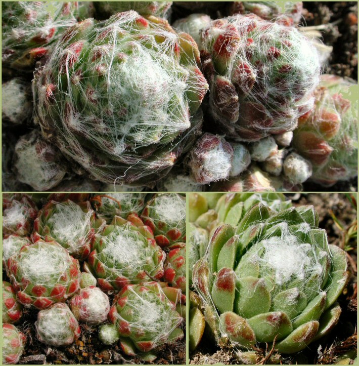 rosette